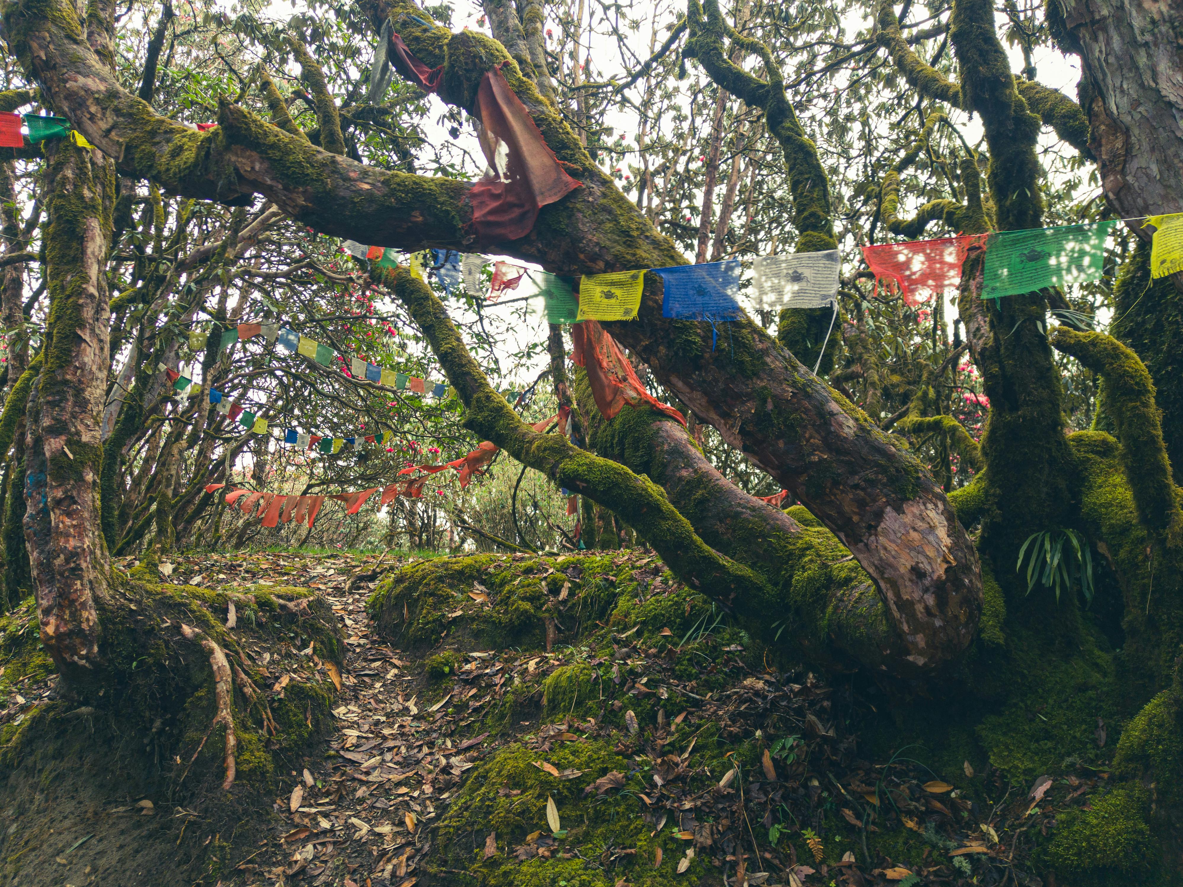 Annapurna Base Camp trekking route with rhododendron trees