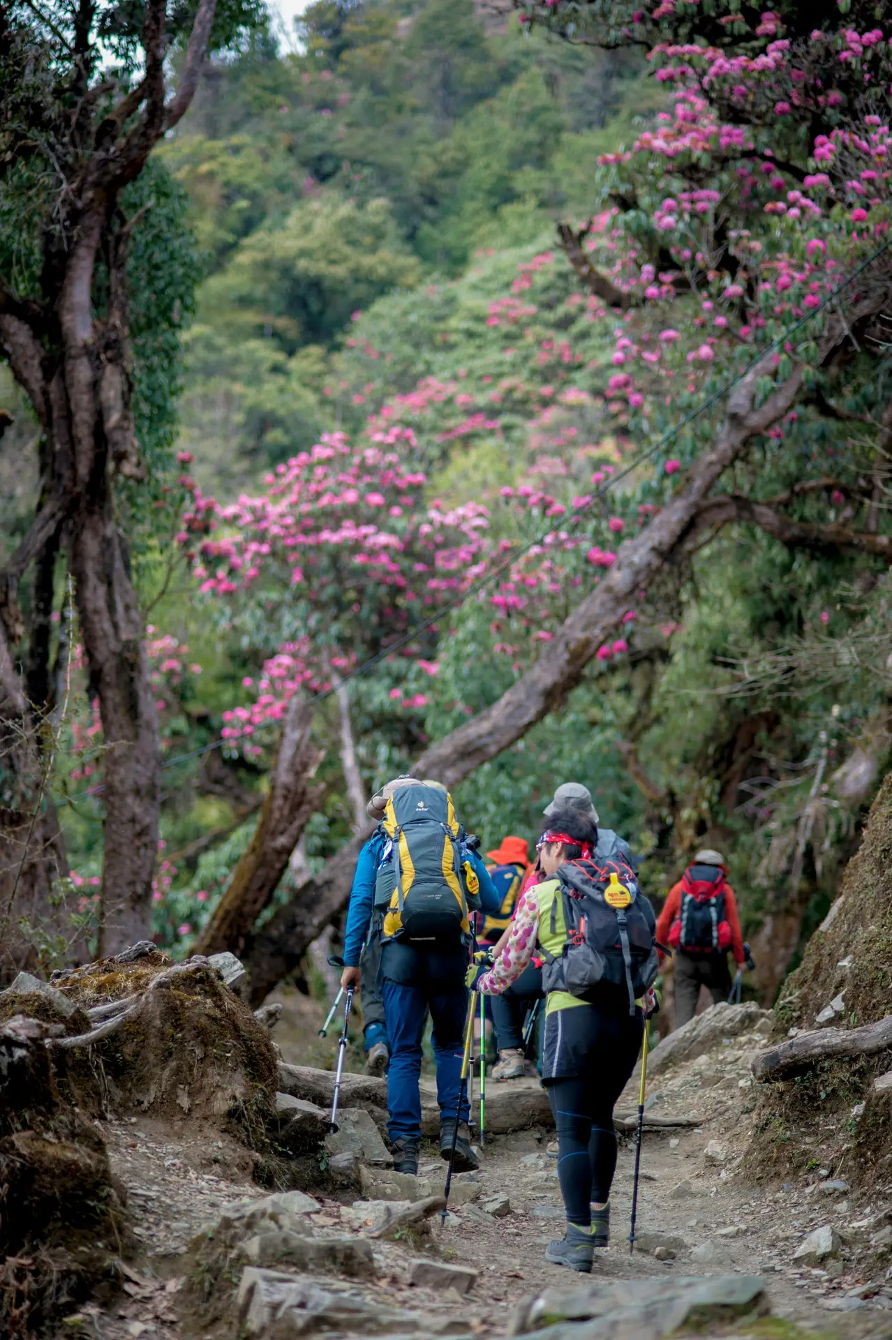 Group of trekkers hiking on a rocky trail with pink rhododendron flowers in the Himalayas.