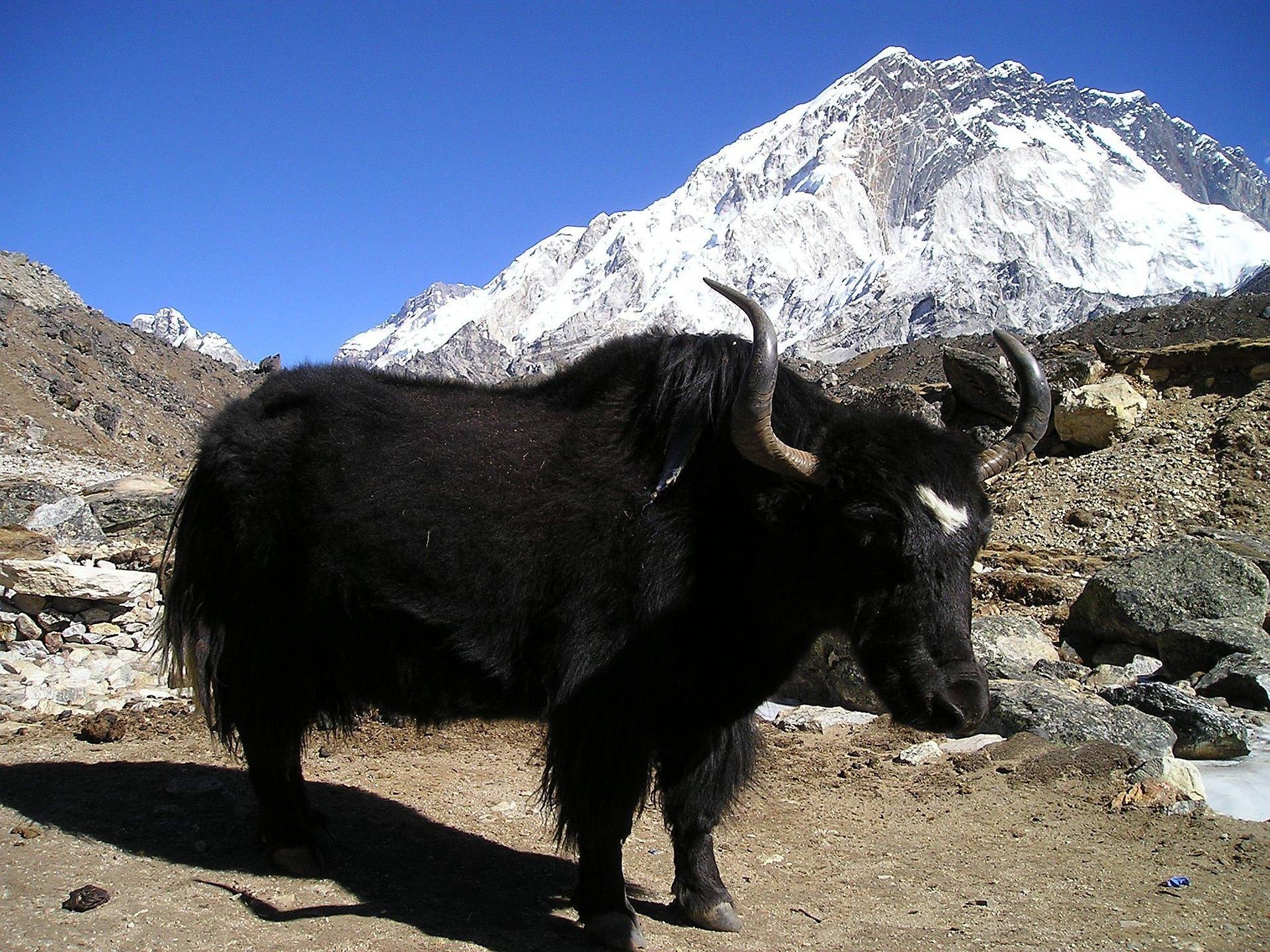 A long-haired black Himalayan Yak standing on a rocky ridge with majestic snow-covered mountain peaks in the background on Kanchenjunga Circuit Trek 