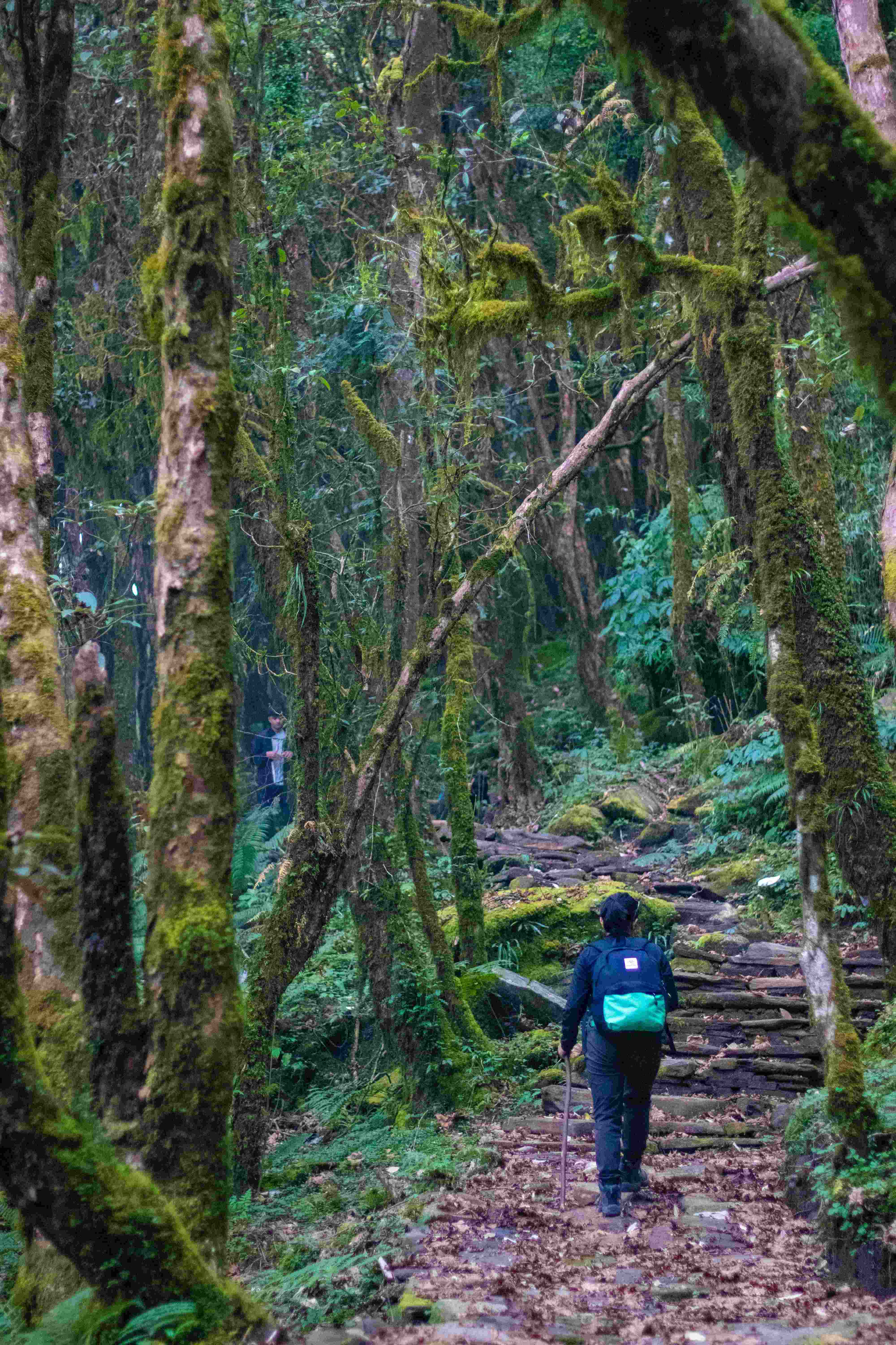 Mardi Himal Trek trail through dense rhododendron forest in the Annapurna region of Nepal